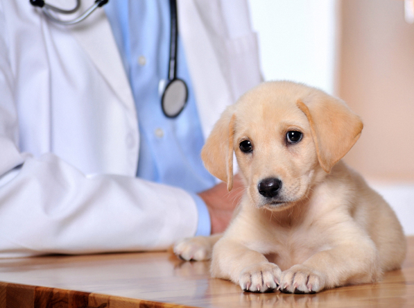 Our agency has been serving the community for more than 40 years.  Animal Clinic Insurance